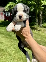 Male 2, a male American Bulldog for sale in Pine Bush, NY – 1 of 3