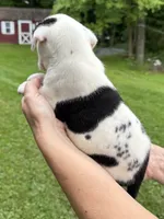 Male 1, a male American Bulldog for sale in Pine Bush, NY – 2 of 4