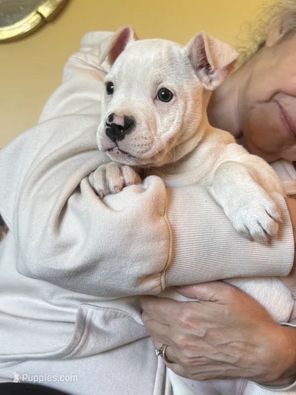 Female 2 – American Bulldog puppy for sale in Pine Bush, NY