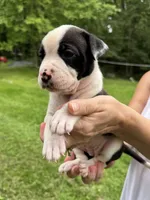 Female 4, a female American Bulldog for sale in Pine Bush, NY – 2 of 4