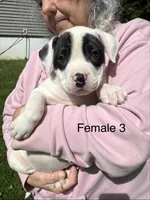 Female 3, a female American Bulldog for sale in Pine Bush, NY – 2 of 6