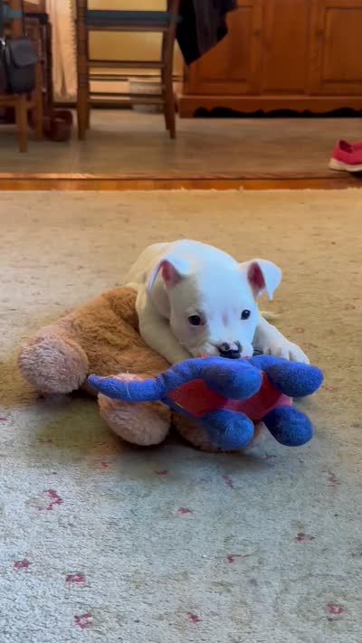 Female 2, a female American Bulldog for sale in Pine Bush, NY – 4 of 7