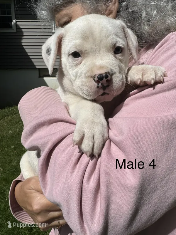 Male 4 – American Bulldog puppy for sale in Pine Bush, NY