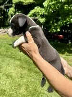 Male 3, a male American Bulldog for sale in Pine Bush, NY – 2 of 3
