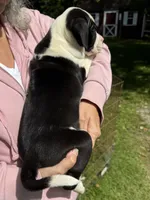 Female 4, a female American Bulldog for sale in Pine Bush, NY – 3 of 6