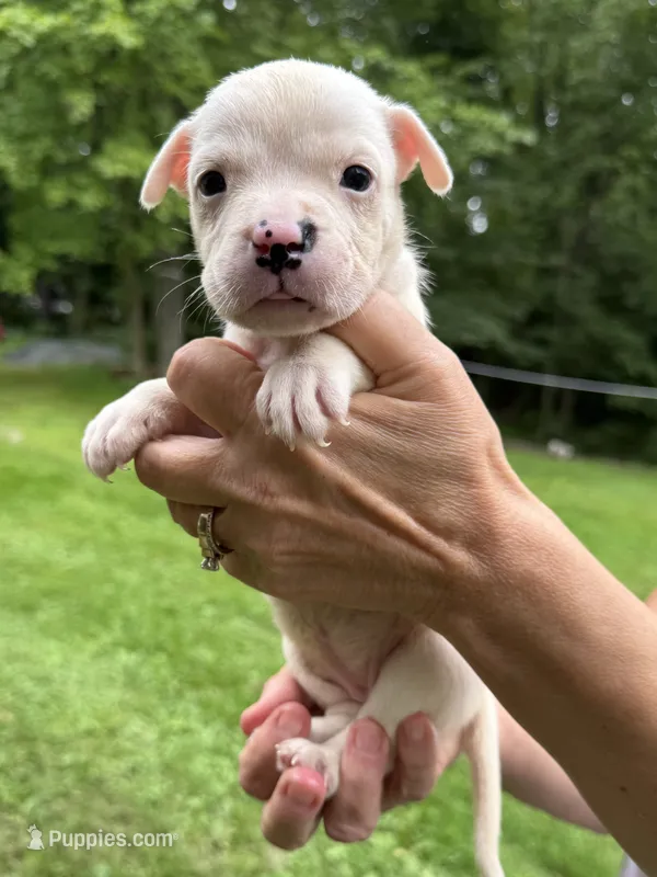 Female 2 – American Bulldog puppy for sale in Pine Bush, NY