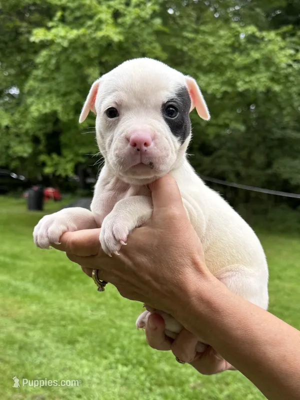 Female 1 – American Bulldog puppy for sale in Pine Bush, NY