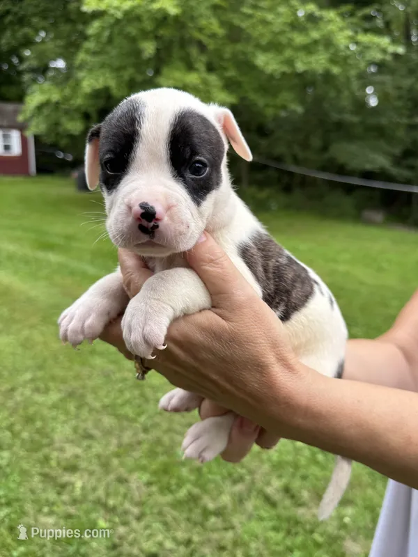 Female 3 – American Bulldog puppy on hold in Pine Bush, NY