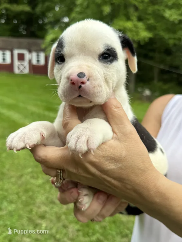 Male 1 – American Bulldog puppy for sale in Pine Bush, NY
