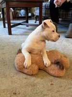 Female 2, a female American Bulldog for sale in Pine Bush, NY – 3 of 7