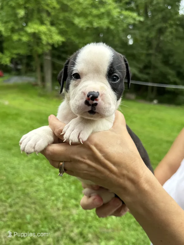 Female 5 – American Bulldog puppy on hold in Pine Bush, NY