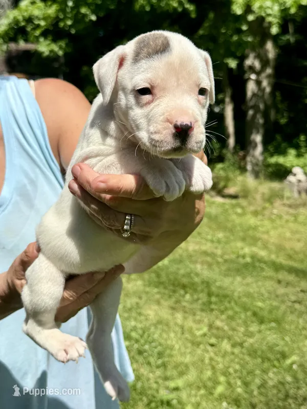 Female 2 – American Bulldog puppy for sale in Pine Bush, NY