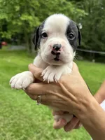Female 5, a female American Bulldog for sale in Pine Bush, NY – 2 of 2