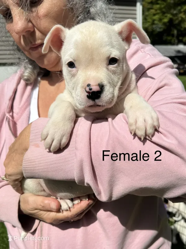 Female 2 – American Bulldog puppy for sale in Pine Bush, NY