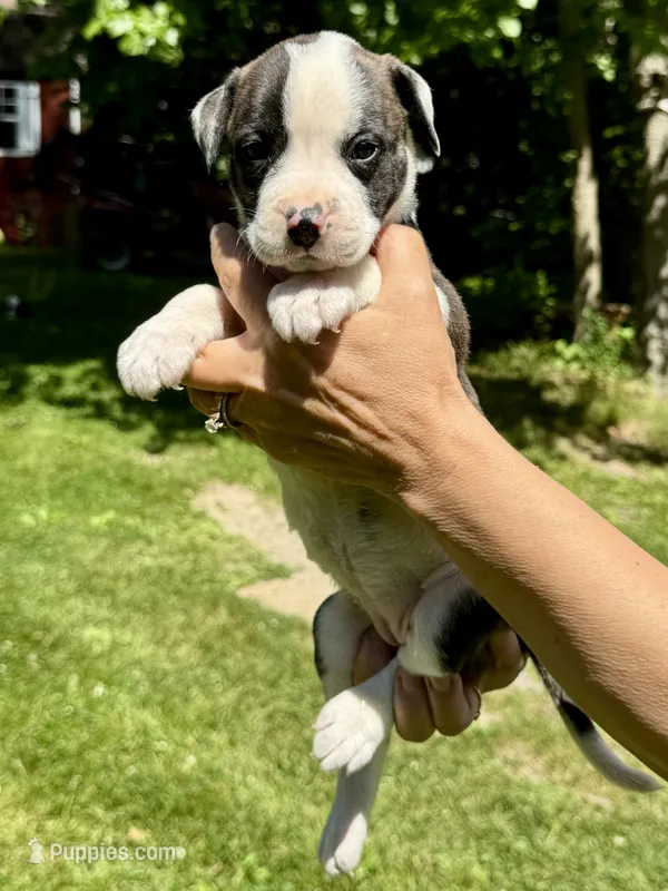 Female 3 – American Bulldog puppy for sale in Pine Bush, NY