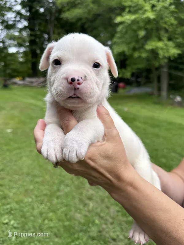 Male 4 – American Bulldog puppy for sale in Pine Bush, NY