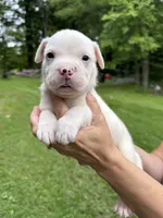 Male 4, a male American Bulldog for sale in Pine Bush, NY – 1 of 3