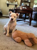 Female 2, a female American Bulldog for sale in Pine Bush, NY – 2 of 7