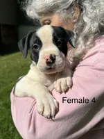 Female 4, a female American Bulldog for sale in Pine Bush, NY – 1 of 6