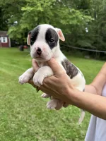 Female 3, a female American Bulldog for sale in Pine Bush, NY – 2 of 2