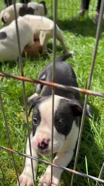 Female 4, a female American Bulldog for sale in Pine Bush, NY – 6 of 6