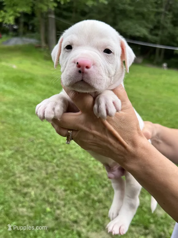 Male 2 – American Bulldog puppy on hold in Pine Bush, NY