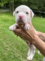 Male 2, a male American Bulldog for sale in Pine Bush, NY – 1 of 1