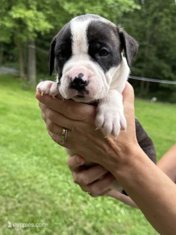 Male 3 – American Bulldog puppy on hold in Pine Bush, NY