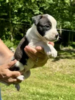 Female 4, a female American Bulldog for sale in Pine Bush, NY – 2 of 3