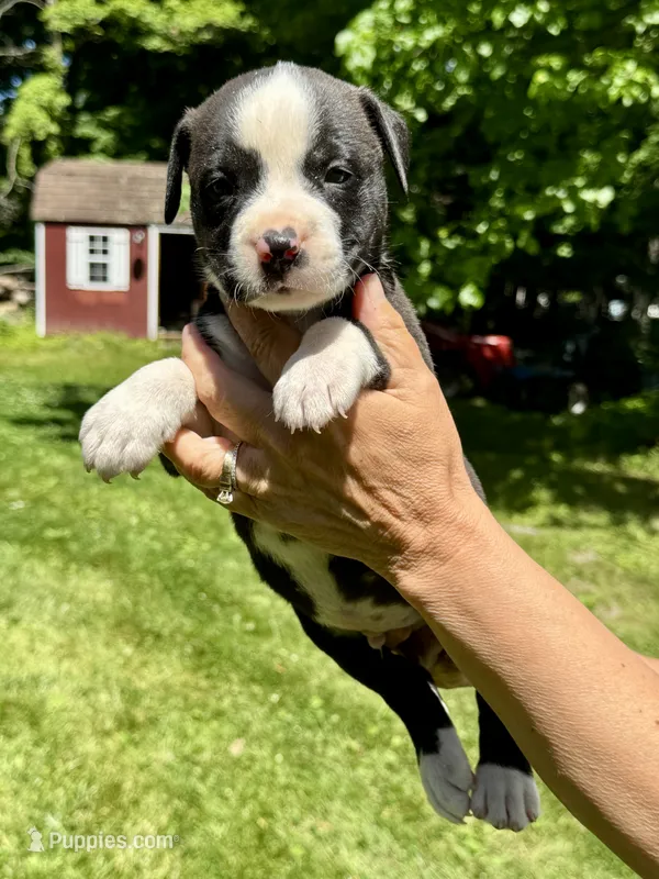 Male 3 – American Bulldog puppy for sale in Pine Bush, NY