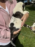 Female 3, a female American Bulldog for sale in Pine Bush, NY – 3 of 6