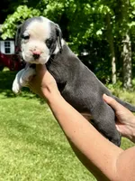 Male 1, a male American Bulldog for sale in Pine Bush, NY – 2 of 3