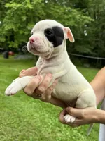 Female 1, a female American Bulldog for sale in Pine Bush, NY – 2 of 4