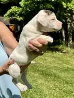 Female 2, a female American Bulldog for sale in Pine Bush, NY – 2 of 3