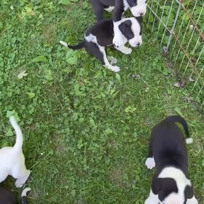 Female 3, a female American Bulldog for sale in Pine Bush, NY – 3 of 3