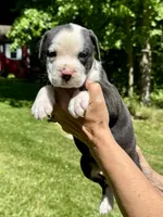 Male 1, a male American Bulldog for sale in Pine Bush, NY – 1 of 3