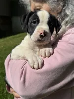 Female 4, a female American Bulldog for sale in Pine Bush, NY – 2 of 6