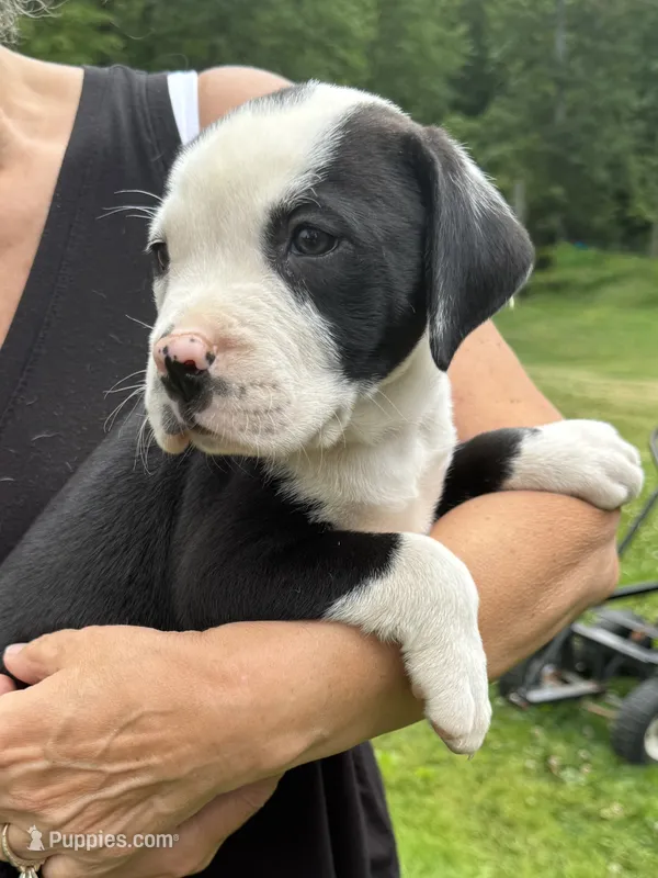 Male 1 – American Bulldog puppy for sale in Pine Bush, NY