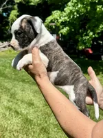 Female 1, a female American Bulldog for sale in Pine Bush, NY – 2 of 3