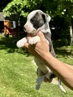 Female 3, a female American Bulldog for sale in Pine Bush, NY – 2 of 3