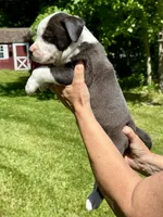 Male 2, a male American Bulldog for sale in Pine Bush, NY – 2 of 3