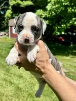 Female 1, a female American Bulldog for sale in Pine Bush, NY – 1 of 3