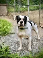 Female 1, a female American Bulldog for sale in Pine Bush, NY – 3 of 4