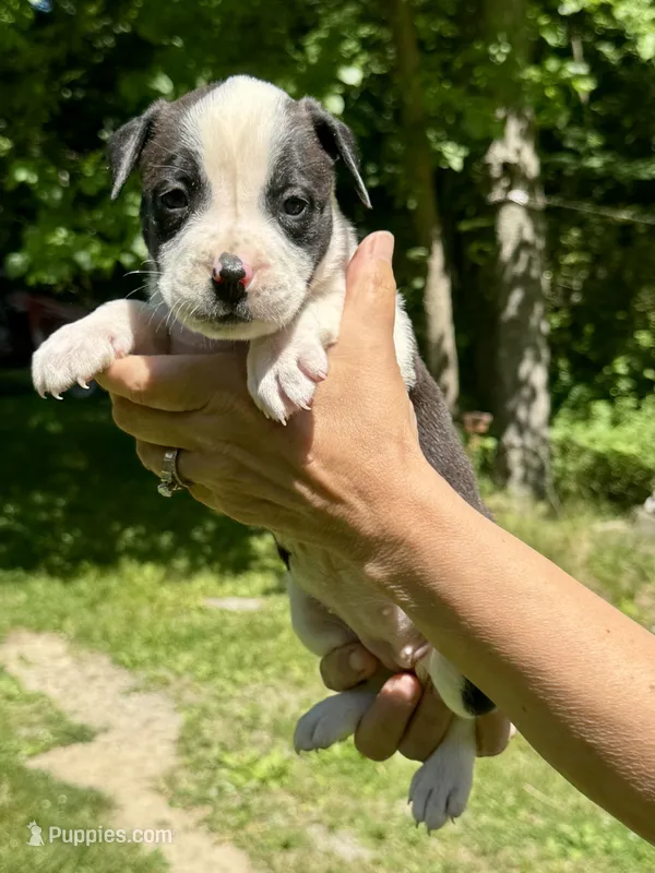 Female 4 – American Bulldog puppy for sale in Pine Bush, NY