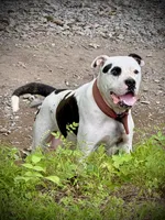 Male 4, a male American Bulldog for sale in Pine Bush, NY – 3 of 3