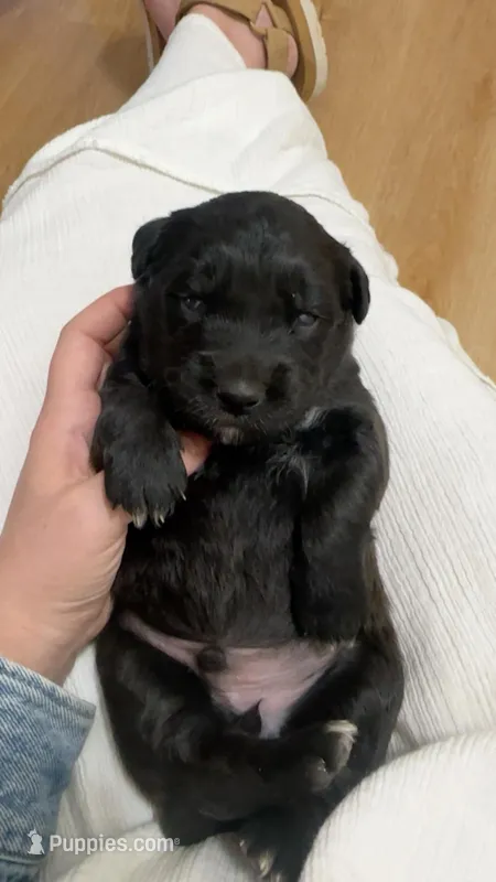 N/A – Australian Shepherd, Golden Retriever puppy for sale in Temecula, CA