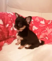 Benji, a male Chihuahua for sale in Fort Oglethorpe, GA – Photo 1 of 5