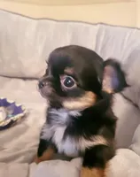 Benji, a male Chihuahua for sale in Fort Oglethorpe, GA – Photo 4 of 5