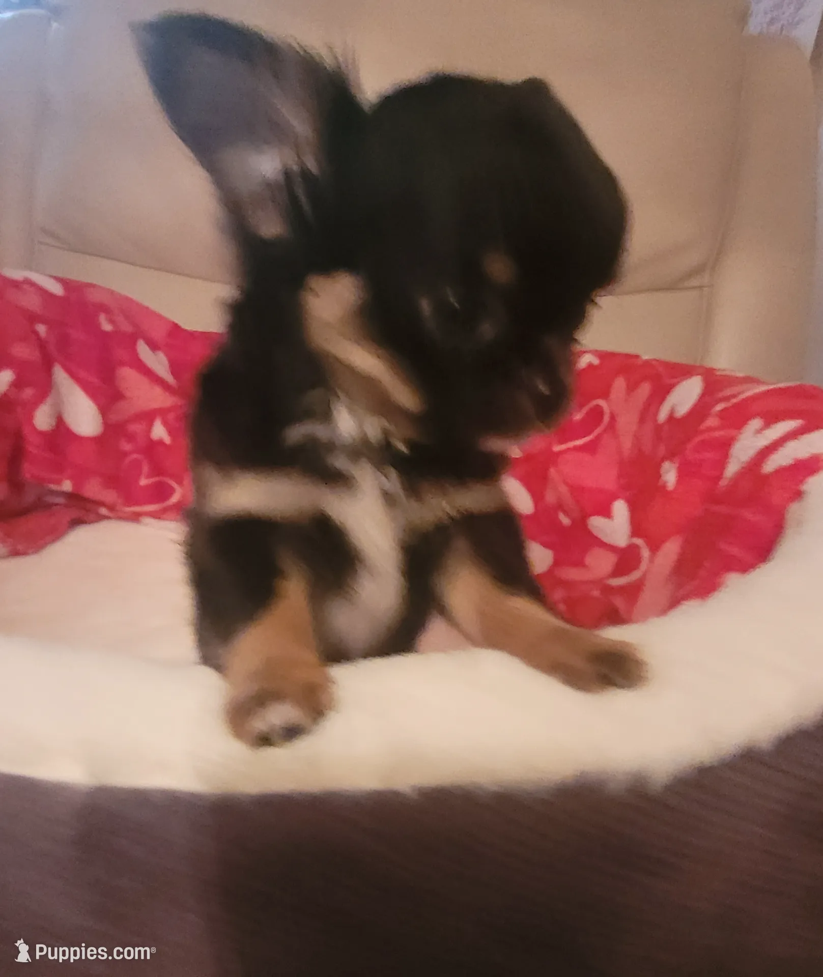 Benji, a male Chihuahua for sale in Fort Oglethorpe, GA – Photo 2 of 5