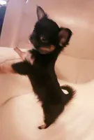 Benji, a male Chihuahua for sale in Fort Oglethorpe, GA – Photo 3 of 5